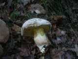 Boletus radicans image