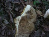 Boletus radicans image