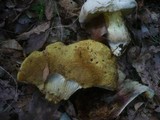 Boletus radicans image