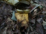 Boletus radicans image