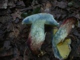 Boletus radicans image
