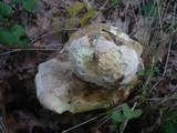 Boletus radicans image