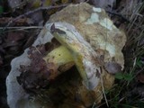 Boletus radicans image