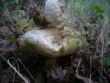 Boletus radicans image