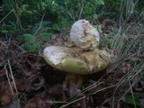 Boletus radicans image