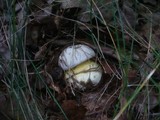 Boletus radicans image
