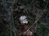 Boletus radicans image