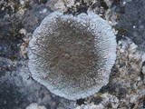 Aspicilia radiosa image