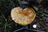Suillus caerulescens image