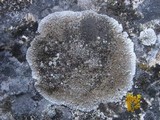 Aspicilia radiosa image