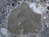 Aspicilia radiosa image