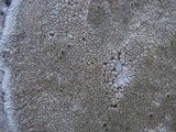 Aspicilia radiosa image