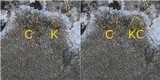 Aspicilia radiosa image
