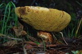 Suillus caerulescens image