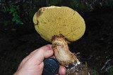 Suillus caerulescens image