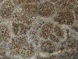 Caloplaca crenularia image