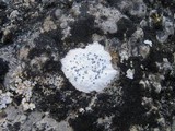 Diplotomma venustum image