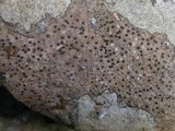 Acrocordia conoidea image