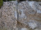 Acrocordia conoidea image