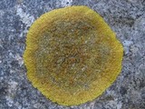 Caloplaca flavescens image