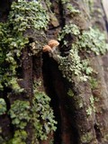 Mycena corticola image