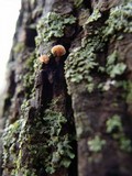 Mycena corticola image