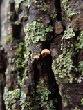 Mycena corticola image