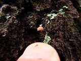 Mycena corticola image