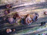 Auricularia angiospermarum image