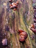Auricularia angiospermarum image