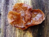 Auricularia angiospermarum image
