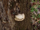 Daedaleopsis confragosa image
