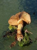 Cortinarius ponderosus image