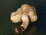 Tricholoma pardinum image