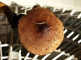 Tricholoma aurantio-olivaceum image
