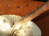 Tricholoma aurantio-olivaceum image