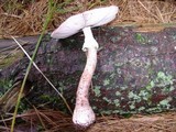 Amanita amerirubescens image