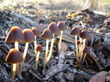 Psathyrella atrospora image