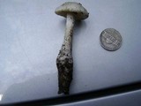 Amanita longipes image