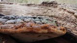 Phellinus everhartii image