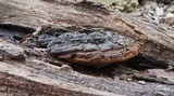 Phellinus everhartii image