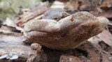 Phellinus everhartii image