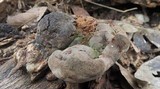Phellinus everhartii image
