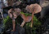 Gymnopus fuscopurpureus image