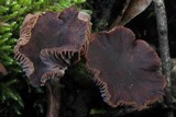 Gymnopus fuscopurpureus image