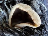 Peziza repanda image