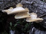 Trametes hirsuta image