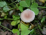 Contumyces rosellus image