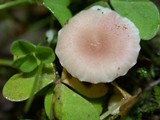 Contumyces rosellus image