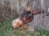 Gymnopilus ventricosus image